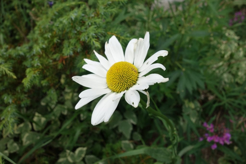 Colorado nature